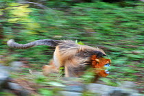 Quinling Golden snub nosed monkey (Rhinopitecus roxellana qinlingensis), adult male attacking rival in full speed on the ground, Zhouzhi Nature Reserve, Qinling Mountains, Shaanxi, China.