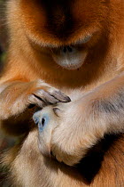 Quinling Golden snub nosed Monkey (Rhinopitecus roxellana qinlingensis), female grooming infant. Zhouzhi Nature Reserve, Qinling Mountains, Shaanxi, China.