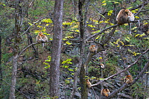 Quinling Golden snub nosed monkey (Rhinopitecus roxellana qinlingensis), family group resting and grooming in a stand of trees. Zhouzhi Nature Reserve, Qinling Mountains, Shaanxi, China.
