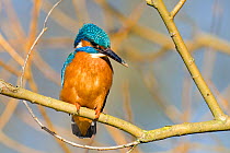 Kingfisher (Alcedo atthis) male perched in tree with mud on beak, Hertfordshire, England, UK, March.