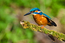 Kingfisher (Alcedo atthis) male perched on mossy branch, Hertfordshire, England, UK, March.