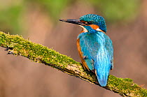 Kingfisher (Alcedo atthis) male perched on mossy branch with muddy bill, Hertfordshire, England, UK, March.