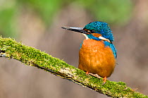 Kingfisher (Alcedo atthis) male perched on mossy branch with muddy bill, Hertfordshire, England, UK, March.
