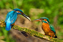 Kingfisher (Alcedo atthis) male passing fish to female during spring courtship behaviour, Hertfordshire, England, UK, March. Sequence 1 of 6.