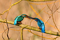 Kingfisher (Alcedo atthis) male passing fish to female early spring courtship behaviour, Hertfordshire, England, UK, March.