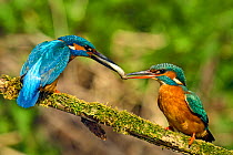Kingfisher (Alcedo atthis) male passing fish to female spring during courtship behaviour, Hertfordshire, England, UK, March. Sequence 2 of 6.