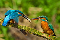 Kingfisher (Alcedo atthis) male passing fish to female spring courtship behaviour, Hertfordshire, England, UK, March. Sequence 3 of 6.