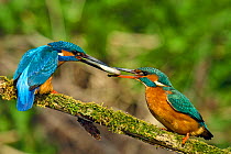 Kingfisher (Alcedo atthis) male passing fish to female spring courtship behaviour, Hertfordshire, England, UK, March. Sequence 4 of 6.