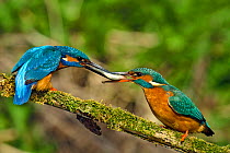 Kingfisher (Alcedo atthis) male passing fish to female spring courtship behaviour, Hertfordshire, England, UK, March. Sequence 5 of 6.