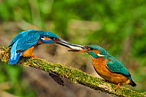 Kingfisher (Alcedo atthis) male passing fish to female spring courtship behaviour, Hertfordshire, England, UK, March. Sequence 6 of 6.