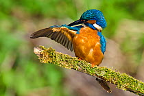 Kingfisher (Alcedo atthis) male preening wing on mossy branch, Hertfordshire, England, UK, March