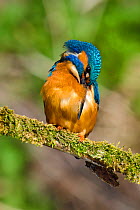 Kingfisher (Alcedo atthis) male preening on mossy branch, Hertfordshire, England, UK, March.