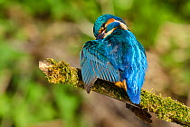 Kingfisher (Alcedo atthis) male preening wing on mossy branch, Hertfordshire, England, UK, March.