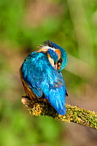 Kingfisher (Alcedo atthis) male preening back on mossy branch, Hertfordshire, England, UK, March.