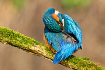 Kingfisher (Alcedo atthis) male preening back with muddy bill, Hertfordshire, England, UK, March.