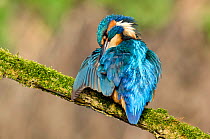 Kingfisher (Alcedo atthis) male preening wing with muddy bill, Hertfordshire, England, UK, March.