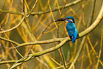 Kingfisher (Alcedo atthis) male perched in tree holding fish, Hertfordshire, England, UK, March.