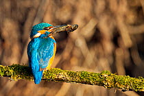Kingfisher (Alcedo atthis) male perched on mossy branch holding fish, Hertfordshire, England, UK, March.