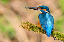 Kingfisher (Alcedo atthis) male perched on branch holding fish, Hertfordshire, England, UK, March.