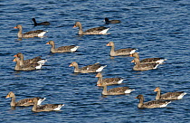 Greylag goose (Anser anser) flock swimming, East Chevington, Druridge Bay, Northumberland, UK. September