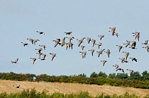 Pink-footed goose (Anser brachyrhynchus) flock flying over farmland, East Chevington, Druridge Bay, Northumberland, UK. October