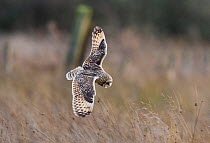 Short-eared owl (Asio flammeus) hunting, about to pounce on prey, Prestwick Carr, Northumberland, UK. December