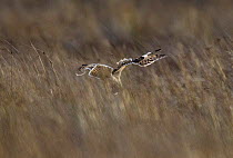 Short-eared owl (Asio flammeus) hunting, pouncing on prey, Prestwick Carr, Northumberland, UK. December