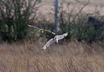 Short-eared owl (Asio flammeus) two in flight, displaying over hunting territory, Prestwick Carr, Northumberland, UK. December