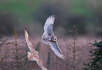 Short-eared owl (Asio flammeus) in flight, two displaying over hunting territory, Prestwick Carr, Northumberland, UK.  December