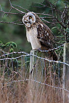 Short-eared owl (Asio flammeus) perched on a fence post, detecting prey below in the grass Prestwick Carr, Northumberland, UK. December