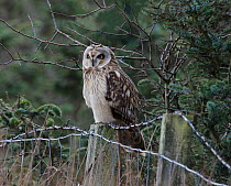 Short-eared owl (Asio flammeus) perched on a fence post, Prestwick Carr, Northumberland, UK. December