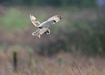 Short-eared owl (Asio flammeus) in flight, hunting over rough pasture, Prestwick Carr, Northumberland, UK. December
