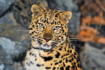 Wild female Amur leopard (Panthera pardus orientalis), Kedrovaya Pad reserve, Primorsky Krai, Far East Russia, December. Critically endangered species