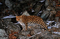 Wild female Amur leopard (Panthera pardus orientalis) on rocky terrain, Kedrovaya Pad reserve, Primorsky Krai, Far East Russia, January. Critically endangered species