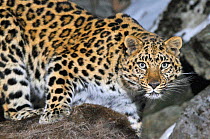 Wild female Amur leopard (Panthera pardus orientalis) Kedrovaya Pad reserve, Primorsky Krai, Far East Russia, January. Critically endangered species