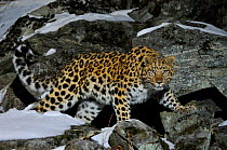 Wild female Amur leopard (Panthera pardus orientalis) on rocky hillside, Kedrovaya Pad reserve, Primorsky Krai, Far East Russia, January. Critically endangered species. Commended in Wildlife Photograp...