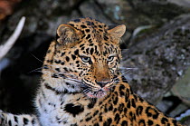 Wild female Amur leopard (Panthera pardus orientalis), Kedrovaya Pad reserve, Primorsky Krai, Far East Russia, January. Critically endangered species