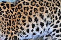 Close up of fur of wild female Amur leopard (Panthera pardus orientalis) Kedrovaya Pad reserve, Primorsky Krai, Far East Russia, January. Critically endangered species
