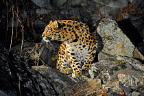 Wild female Amur leopard (Panthera pardus orientalis) on rocky hillside, Kedrovaya Pad reserve, Primorsky Krai, Far East Russia, January. Critically endangered species