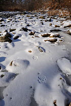 Amur leopard (Panthera pardus orientalis) footprints in the snow, Kedrovaya Pad reserve, Primorsky Krai, Far East Russia, January. Critically endangered species