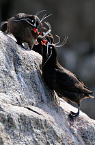 Whiskered Auklet (Aethia pygmaea) male (below) and female courtship, Jonah's island, Sea of Okhotsk, Far East Russia, July