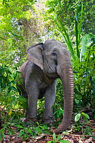 Asian elephant (Elephas maximus) domestic working animal in rainforest, Havelock Island, Andaman Islands, India