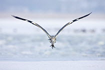 Grey heron (Ardea cinerea) flying head on in winter, Usedom, Germany, January