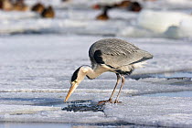 Grey heron (Ardea cinerea) hunting for fish in frozen river, Usedom, Germany, January