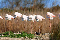 Greater flamingoes (Phoenicopterus ruber) flock asleep standing up, Camargue, France, April