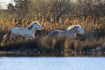 Camargue horses (Equus caballus) running by water, Camargue, France, April
