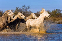 Camargue horses running in water (Equus caballus) Camargue, France, April