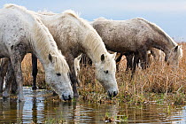 Camargue horses (Equus caballus) drinking, Camargue, France, April
