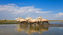 Camargue horses (Equus caballus) and Guardian, Camargue, France, April