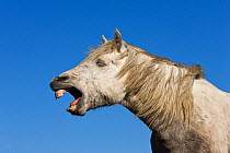 Camargue horse (Equus caballus) yawning, Camargue, France, April